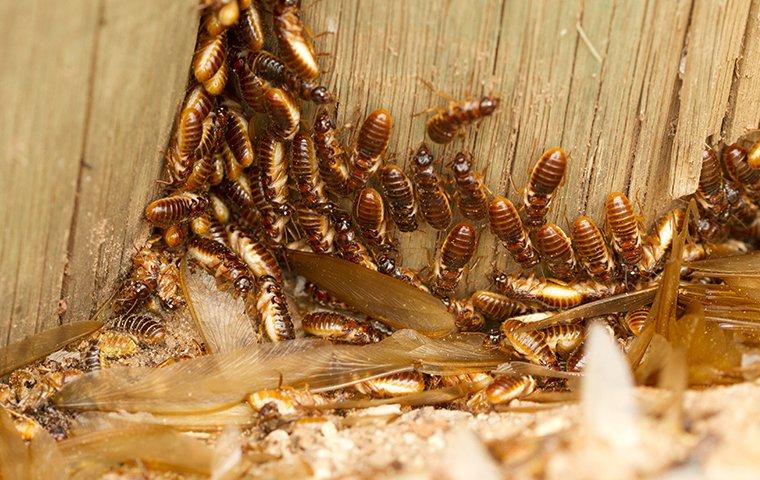 termite swarmers crawling in a wood wall