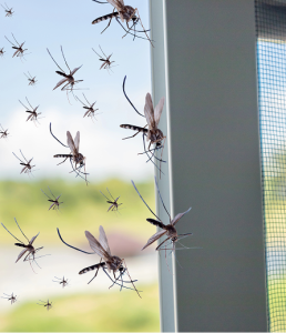 When To Call Indiana Pest Control Services: 6 Signs It’s Time