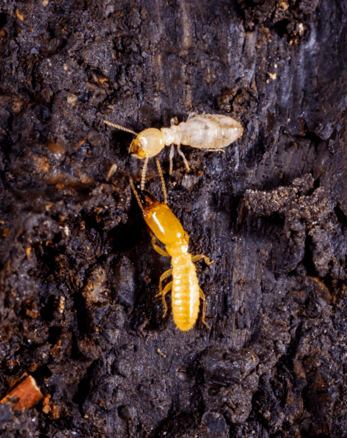 ant-intro-main