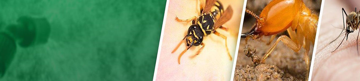 termite-banner-bg