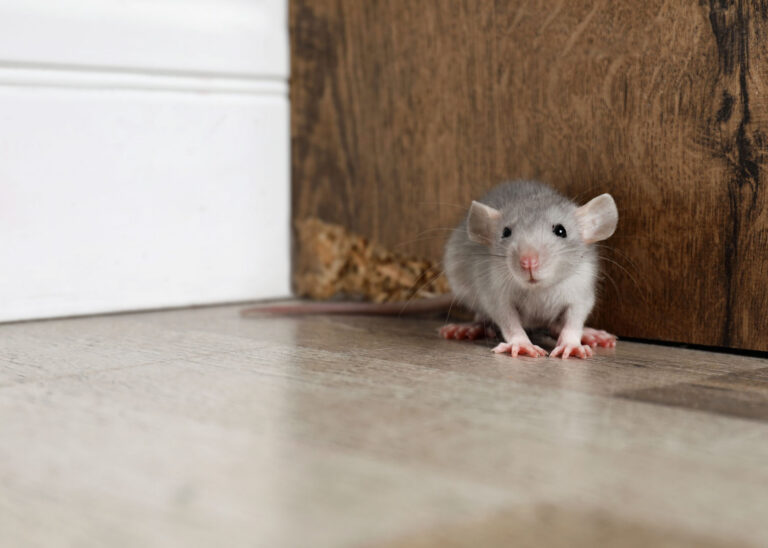 Common Pest Infestations Seasonal in Indiana